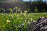 8297 Columbine