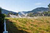 8330 irrigation.jpg