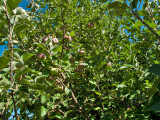 0815 Apples.jpg