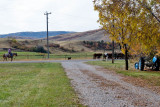8455 Cattle drive