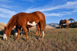 8427 Horses