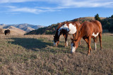 8428 Horses