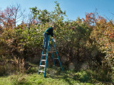 0863 Dave picking apples.jpg