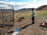 0882 feeding goats.jpg