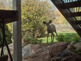 0883 Deer.jpg
