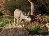 0885 Deer.jpg