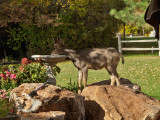 0886 Deer.jpg