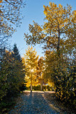 8485 Fall colors 2013.jpg