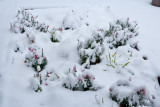 8541 Snapdragons