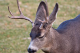 8634 Deer