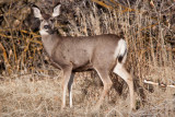 8659 Deer.jpg
