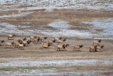 8694 Elk.jpg