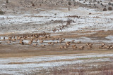 8695 Elk.jpg
