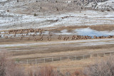 8696 Elk.jpg