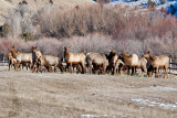 8697 Elk.jpg