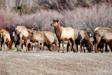 8698 Elk.jpg