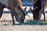 8700 Elk.jpg