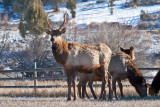 8703 Elk.jpg