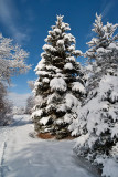 8739 Blue spruce