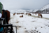8778 Elk.jpg
