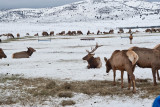 8779 Elk.jpg