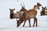 8787 Elk fawn.jpg