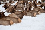 8789 Elk.jpg