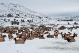 8790 Elk.jpg