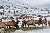 8793 Elk.jpg