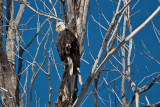 8843 Eagle