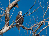 8844 Eagle