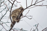 8866 Porcupine.jpg