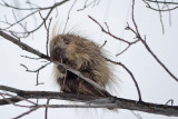 8870 Porcupine.jpg