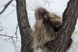 8872 Porcupine.jpg