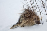 8874 Porcupine.jpg