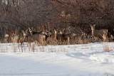8877 Deer.jpg
