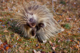 8892 Porky hamming it up for the camera...doing his version of the twist