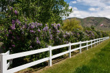 9120 Lilacs1.jpg