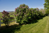 9119 Lilac 2.jpg