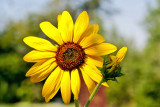 9341 Macro flower.jpg