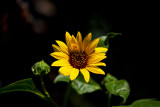 9334 Macro flower.jpg