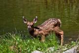9357 Bambi