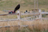 9510 Turkey vulture.jpg