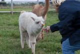 9523 Alapacas.jpg