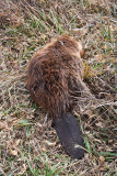 9960 Beaver.jpg
