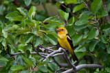 9471 Western tanager.jpg