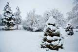 0120 Back yard