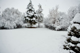 0121 Back yard