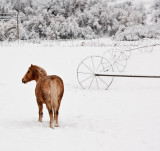 0124 Neighbors horse (Trigger)