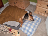 1378 Scruffy sleeping.jpg